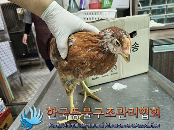 종료(안락사) 닭의…